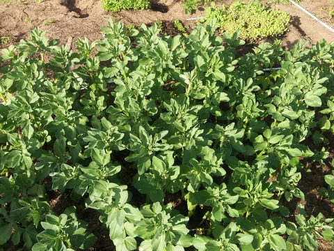 Podem ver-se as diversas plantações: favas, cebolas, nabos, espinafres, alfaces e até morangos.